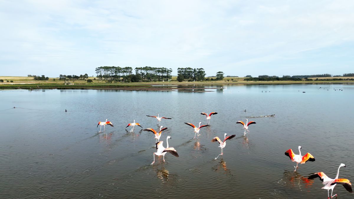 Birdwatching 4