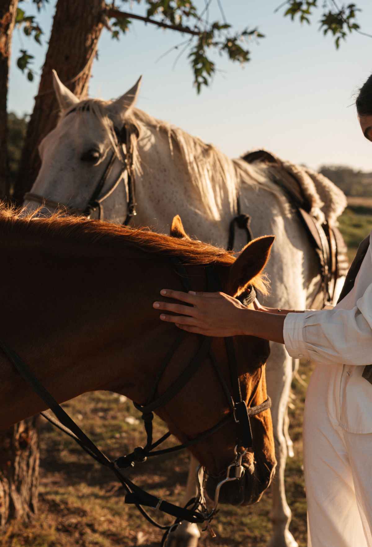 Horseback ride 2